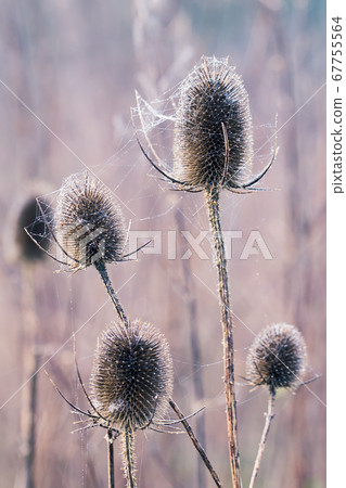 Bur covered in wet spider cobweb Bur covered in wet spider cobweb 67755564