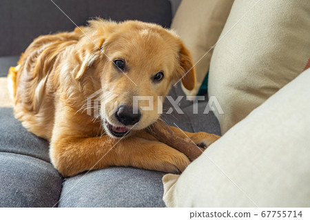 Mischief golden playing and chewing the rawhide bone on sofa Mischief golden playing and chewing the rawhide bone on sofa 67755714