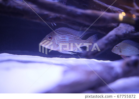 熱帶魚 熱帶魚 67755872