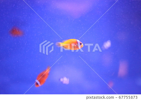 熱帶魚 熱帶魚 67755873