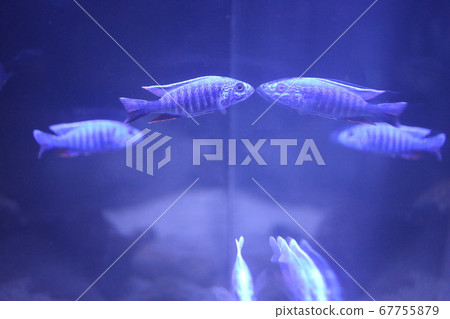fish fish 67755879