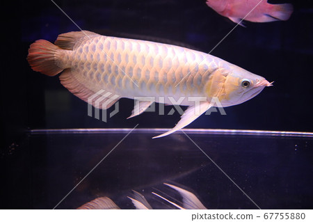 熱帶魚 67755880
