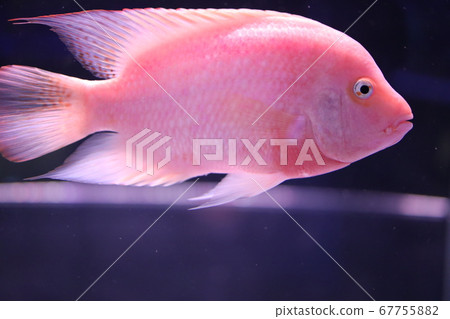 熱帶魚 熱帶魚 67755882