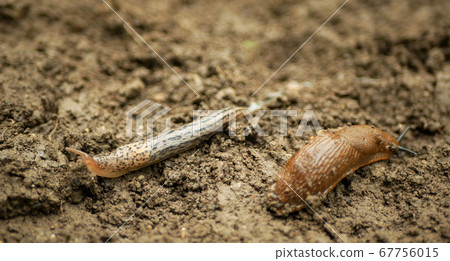 Spanish slug pest Arion vulgaris snail parasitizes pushes out the original attacker and eats it Limax maximus black keel back slug on moving in the garden overpopulation or overgrowth Spanish slug pest Arion vulgaris snail parasitizes pushes out the original attacker and eats it Limax maximus black keel back slug on moving in the garden overpopulation or overgrowth 67756015