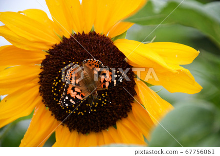 Painted Lady/Princess Aka Tateha 67756061