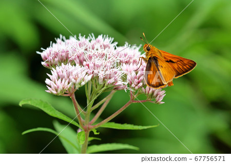 Sesericho，吮吸福島縣忠實町紫莖澤蘭的花蜜 67756571