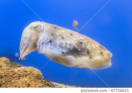 烏賊 烏賊 67756625