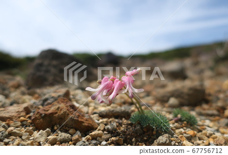 Zao的荷包牡丹 67756712