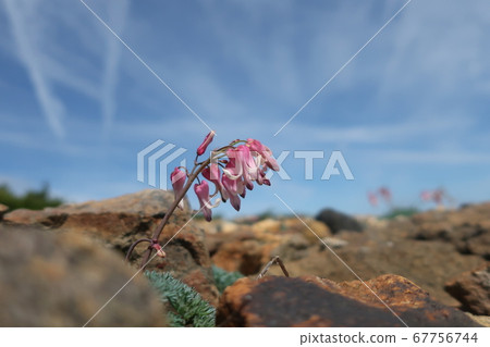 Zao's Dicentra 67756744