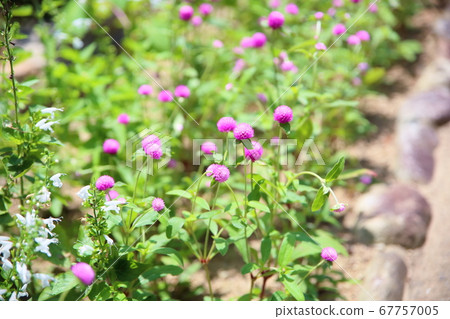 Sennichikou flower Sennichikou flower 67757005
