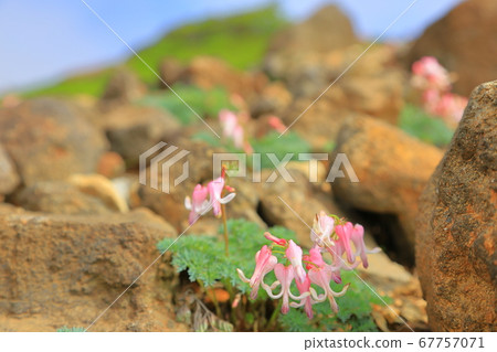 Zao的荷包牡丹 67757071