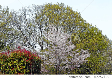 Higashiyama Zoo and Botanical Garden 67757109
