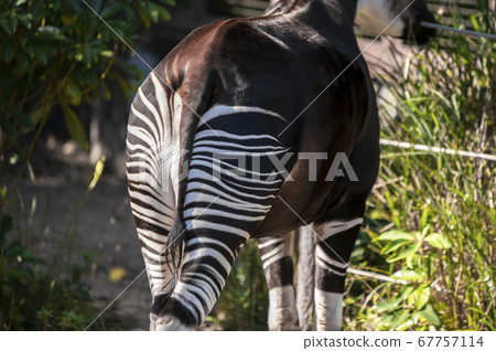 Rear view of Okapi (the world's three rare animals) Rear view of Okapi (the world's three rare animals) 67757114