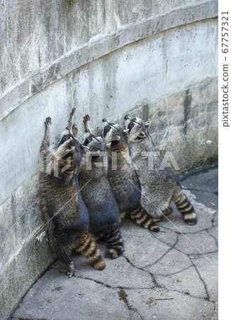 raccoon. Raccoons trying to climb a wall. raccoon. Raccoons trying to climb a wall. 67757321