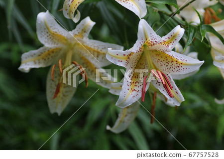 百合花的女王,大白花,鈴蘭 百合花的女王,大白花,鈴蘭 67757528