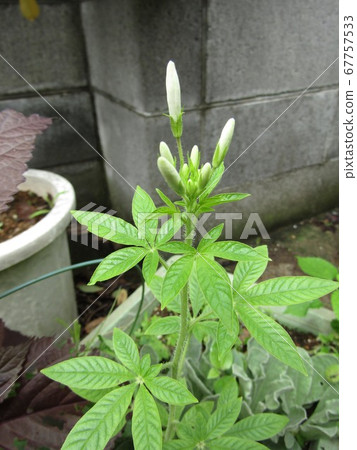 在三月灑的油菜花有芽 在三月灑的油菜花有芽 67757533