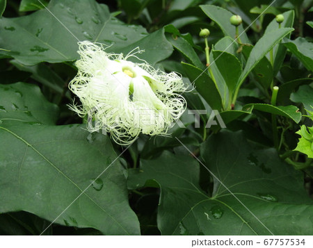 In the evening flower begins to bloom Morning comes to morning Kallas uli flower In the evening flower begins to bloom Morning comes to morning Kallas uli flower 67757534