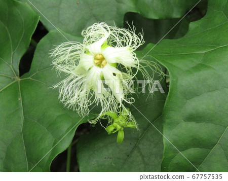 在晚上花開始綻放早晨來到早上Kallas uli花 在晚上花開始綻放早晨來到早上Kallas uli花 67757535