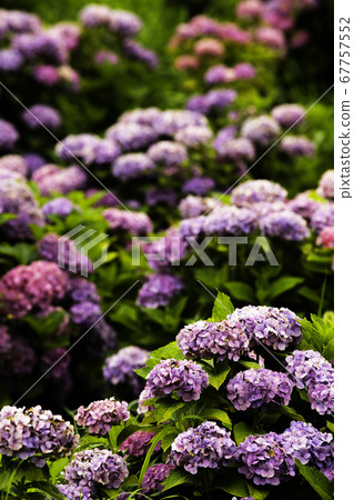 Ka Haya's Village Hydrangea Festival Ka Haya's Village Hydrangea Festival 67757552