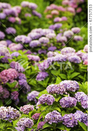 Ka Haya's Village Hydrangea Festival Ka Haya's Village Hydrangea Festival 67757553