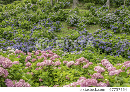 Ka Haya's Village Hydrangea Festival 67757564