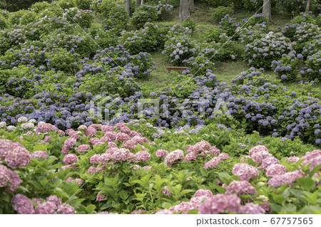 Ka Haya's Village Hydrangea Festival 67757565