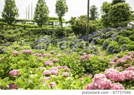 Ka Haya's Village Hydrangea Festival Ka Haya's Village Hydrangea Festival 67757566