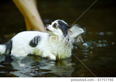 Chihuahua practicing swimming in shallow water Chihuahua practicing swimming in shallow water 67757798