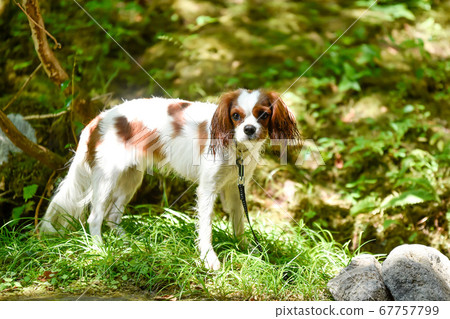 Cavalier playing in the valley Cavalier playing in the valley 67757799