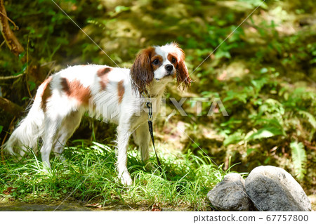 Cavalier playing in the valley Cavalier playing in the valley 67757800