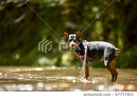 Miniature Pinscher in the shallow valley Miniature Pinscher in the shallow valley 67757801