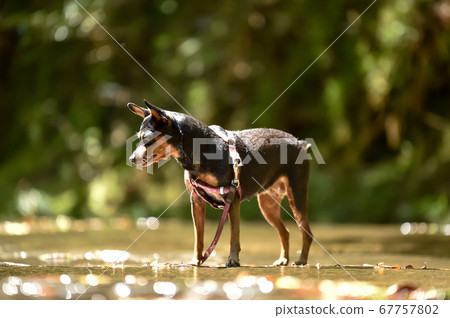 Miniature Pinscher in the shallow valley Miniature Pinscher in the shallow valley 67757802