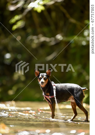 Miniature Pinscher in the shallow valley Miniature Pinscher in the shallow valley 67757803