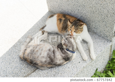 cat lick her mother 67757842