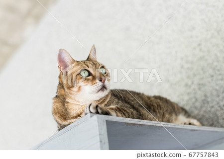tabby cat sit 67757843