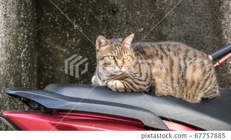 stray cat stay on a motorcycle stray cat stay on a motorcycle 67757885