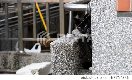 black and white cat at street black and white cat at street 67757886