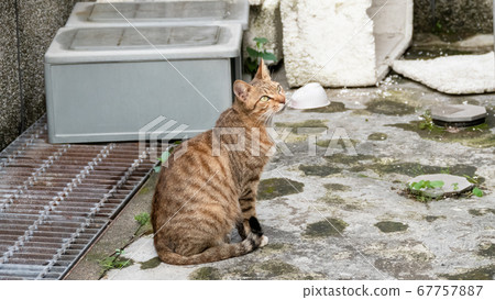 cautiously stray tabby cat cautiously stray tabby cat 67757887