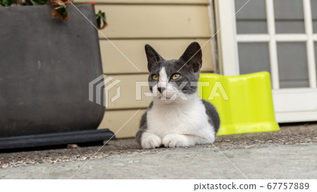 domestic black and white cat domestic black and white cat 67757889