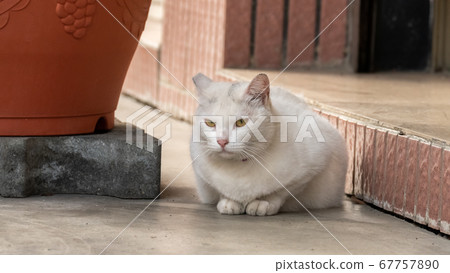 cautiously stray white cat cautiously stray white cat 67757890