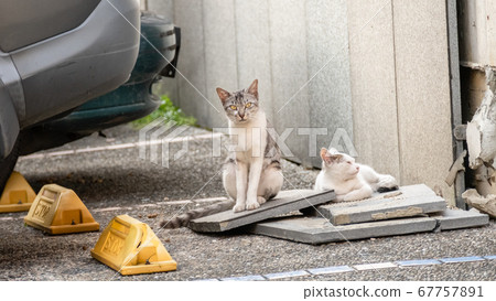 cautiously stray cat family 67757891