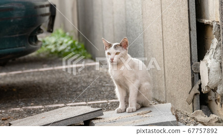 little stray white cat little stray white cat 67757892