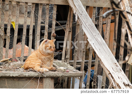 ginger stray cat 67757919