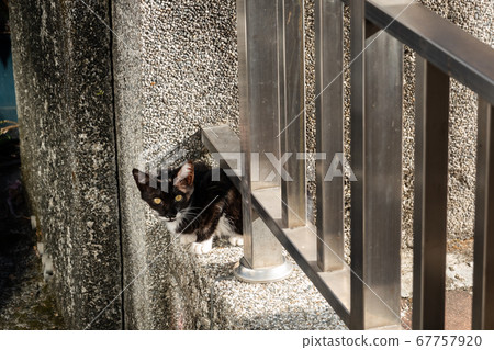 stray black and white cat 67757920