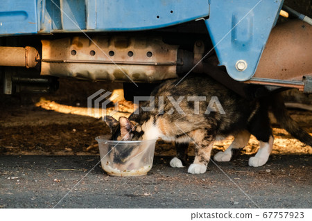 stray cat eat food stray cat eat food 67757923