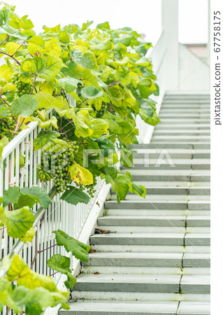 After the rain, the white staircase where green grapes decorate the handrail 67758175