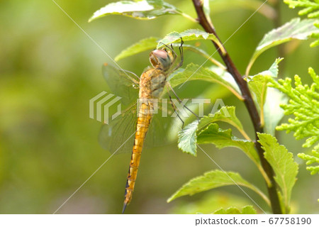 The dragonfly dragonfly that appears in the park in July is grasped by the leaves and straddled and alive The dragonfly dragonfly that appears in the park in July is grasped by the leaves and straddled and alive 67758190