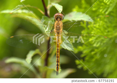 Usbaki dragonfly appearing in the park in July 67758191