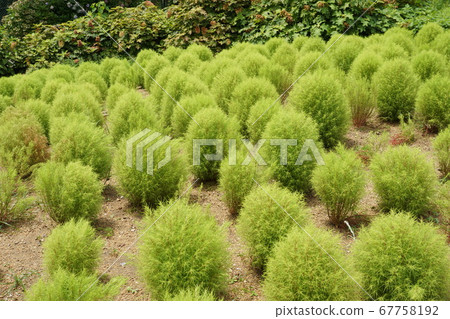 Kokia plant green round sphere Kokia plant green round sphere 67758192