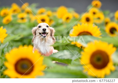 向日葵田和迷你臘腸狗 向日葵田和迷你臘腸狗 67758227